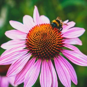 Purple Coneflower Kim's Knee High Bare Root - 50 Per Bundle - Outdoor Perennial - Image 2