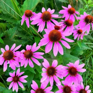 Purple Coneflower Kim's Knee High Bare Root - 50 Per Bundle - Outdoor Perennial - Image 3