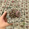 Purple Crown Cactus Live Plant - Sulcorebutia rauschii 'Violacidermis' - 3 inch Pot - Image 1