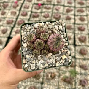 Purple Crown Cactus Live Plant - Sulcorebutia rauschii 'Violacidermis' - 3 inch Pot - Image 1