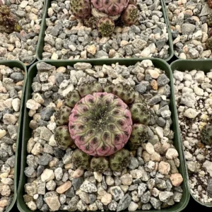 Purple Crown Cactus Live Plant - Sulcorebutia rauschii 'Violacidermis' - 3 inch Pot - Image 4