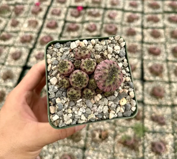 Purple Crown Cactus - Sulcorebutia rauschii 'Violacidermis' Live Plant