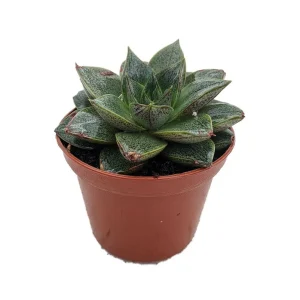 Purple Desert Rose Echeveria Purpureum - Live Succulent Plant - 2.5