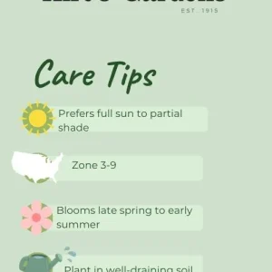 Purple Flag Triumph Tulip Bulbs - 7 Pack, 12/+ cm - Mid-Season Bloomer - Image 2