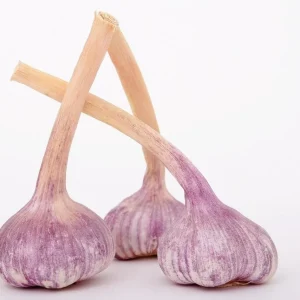 Purple Glazer Hardy Garlic Bulbs - 2 Non-GMO Bulbs for Fall Planting - Image 5