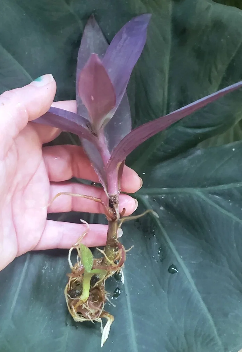Purple Heart Wandering Jew Plant - Live Rooted Tradescantia Pallida - Indoor Houseplant - Image 6