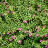 Purple Mexican Heather Live Plant - 4 inch Pot, Evergreen Shrub, Attracts Pollinators - Image 1