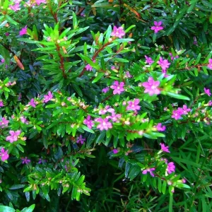 Purple Mexican Heather Live Plant - 4 inch Pot, Evergreen Shrub, Attracts Pollinators - Image 2