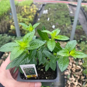 Purple Mexican Heather Live Plant - 4 inch Pot, Evergreen Shrub, Attracts Pollinators - Image 4