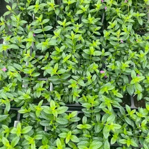 Purple Mexican Heather Live Plant - 4 inch Pot, Evergreen Shrub, Attracts Pollinators - Image 6