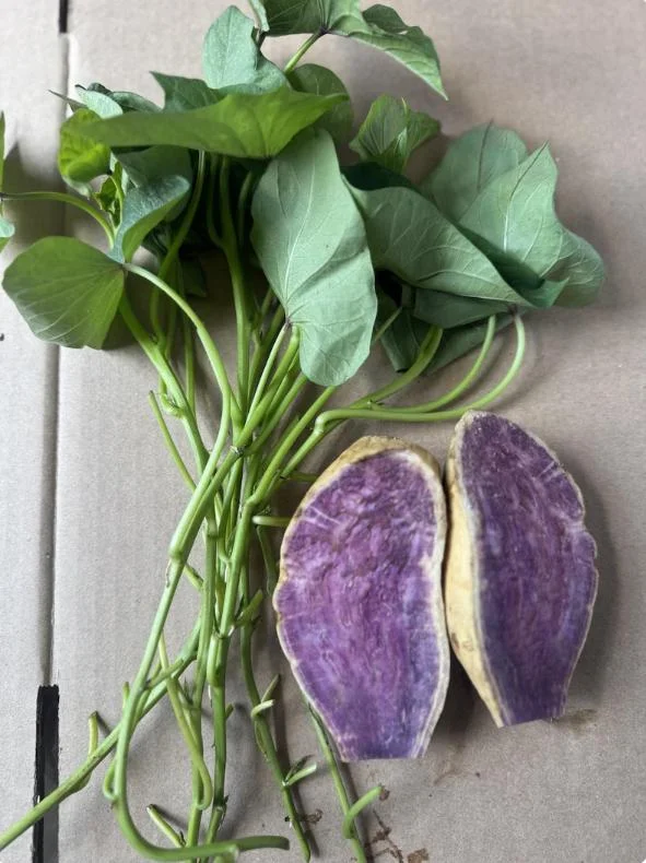 Purple Okinawa Sweet Potato Live Plant Slips – Set of 5 Rooted – Easy Grow Edible Vine - Image 4