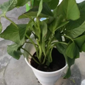 Purple Okinawa Sweet Potato Live Plant Slips – Set of 5 Rooted – Easy Grow Edible Vine - Image 5