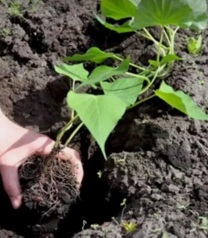 Purple Okinawa Sweet Potato Live Plant Slips – Set of 5 Rooted – Easy Grow Edible Vine - Image 6