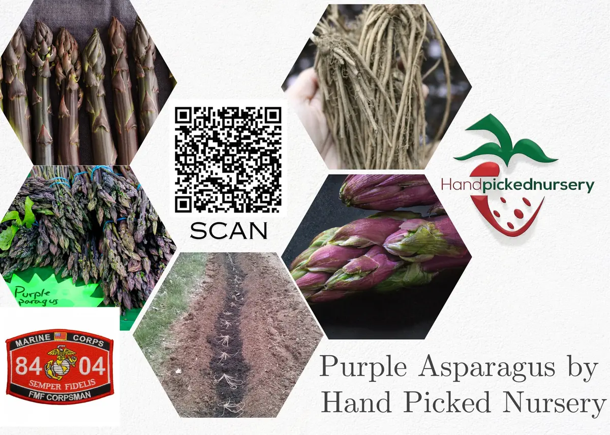 Purple Passion Asparagus Crowns - 75 Bare Root Plants - 2 Year - Zones 3-8 - Image 5