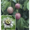 Purple Passion Fruit Live Plant – 1 to 2 feet Tall – Ships in 6 inch Pot - Image 1