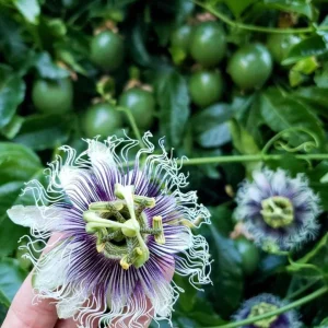 Purple Passion Fruit Live Plant – Edible Vine Starter – 4-6