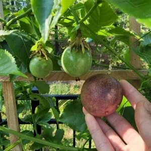 Purple Passion Fruit Live Plant – Edible Vine Starter – 4-6