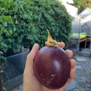 Purple Passion Fruit Live Plant – Edible Vine Starter – 4-6