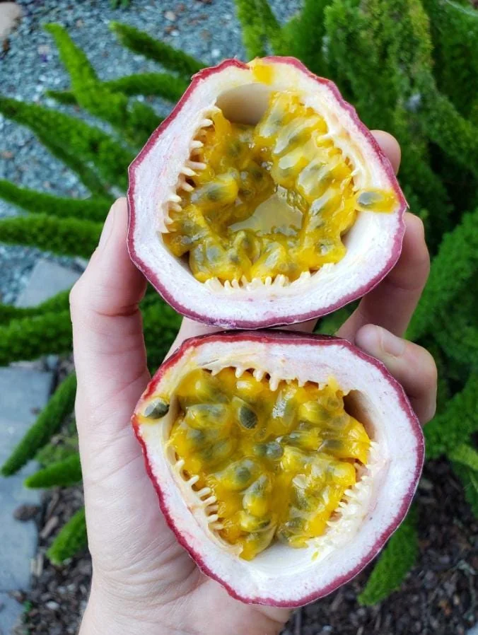 Purple Passion Fruit Live Plant – Edible Vine Starter – 4-6" Tall – Passiflora Edulis - Image 5