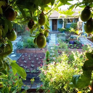 Purple Passion Fruit Live Plant – Edible Vine Starter – 4-6