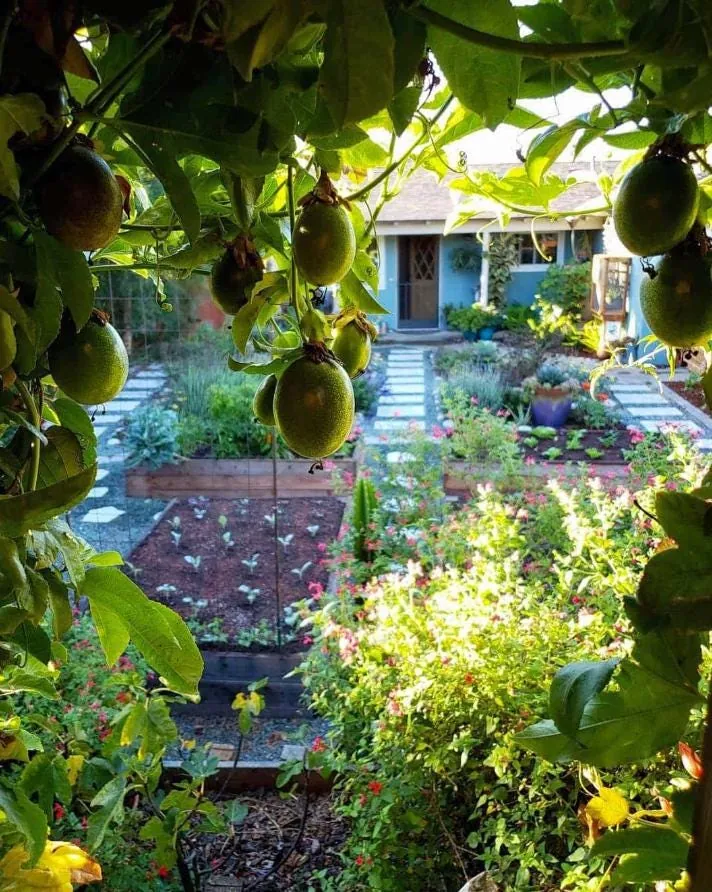 Purple Passion Fruit Live Plant – Edible Vine Starter – 4-6" Tall – Passiflora Edulis - Image 7