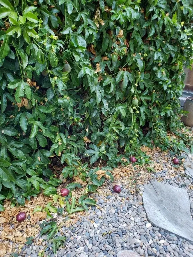 Purple Passion Fruit Live Plant – Edible Vine Starter – 4-6" Tall – Passiflora Edulis - Image 8