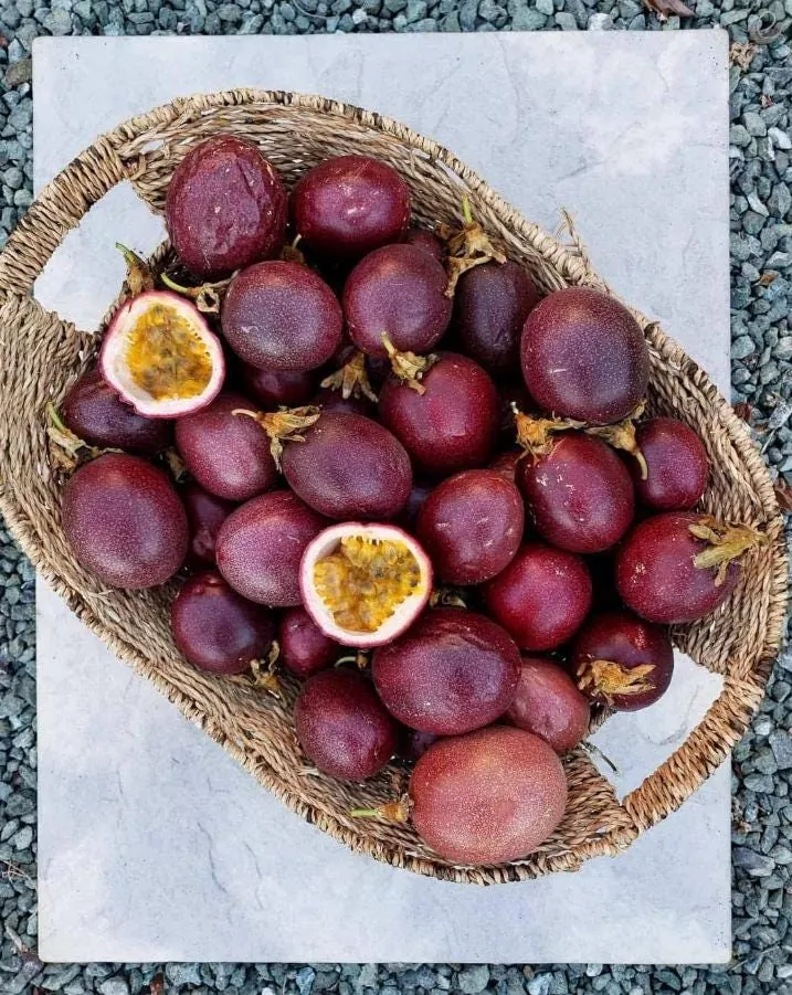 Purple Passion Fruit Live Plant – Edible Vine Starter – 4-6" Tall – Passiflora Edulis - Image 9
