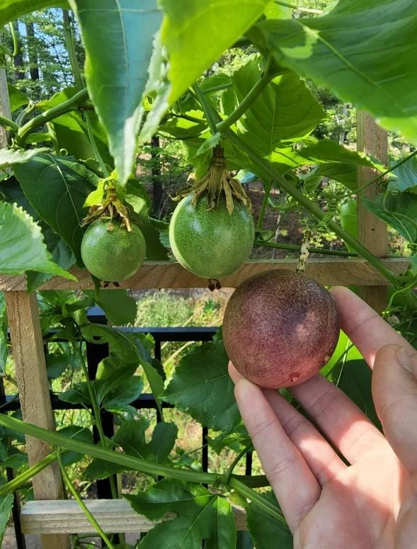 Purple Passion Fruit Live Plant – Edible Vine Starter – 4-6" Tall – Passiflora Edulis - Image 1