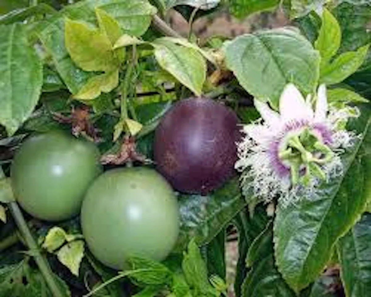 Purple Passion Fruit Live Plant – Passiflora Edulis Self-Fertile Vine - Image 1
