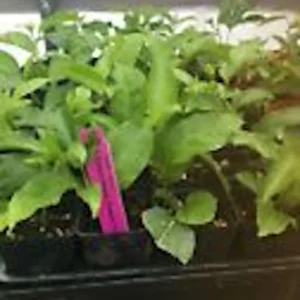 Purple Passion Fruit Live Plant - Passiflora Edulis Starter - Self-Fertile Vine - Image 3