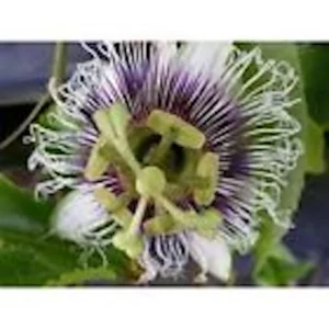 Purple Passion Fruit Live Plant - Passiflora Edulis Starter - Self-Fertile Vine - Image 5