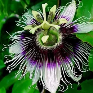 Purple Passion Fruit Seeds - Granadilla Passiflora Edulis Vine - 25 Seed Pack - Image 2