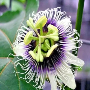 Purple Passion Fruit Seeds - Granadilla Passiflora Edulis Vine - 10 Seeds - Image 2