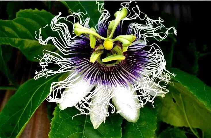 Purple Passion Fruit Seeds - Granadilla Passiflora Edulis Vine - 10 Seeds - Image 4