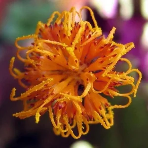 Purple Passion Gynura Live Plant - 2x 2