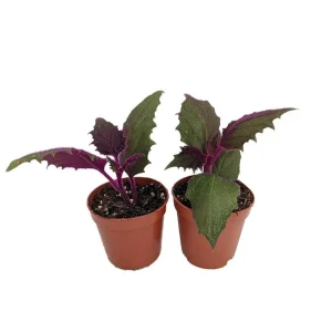 Purple Passion Gynura Live Plant - 2x 2