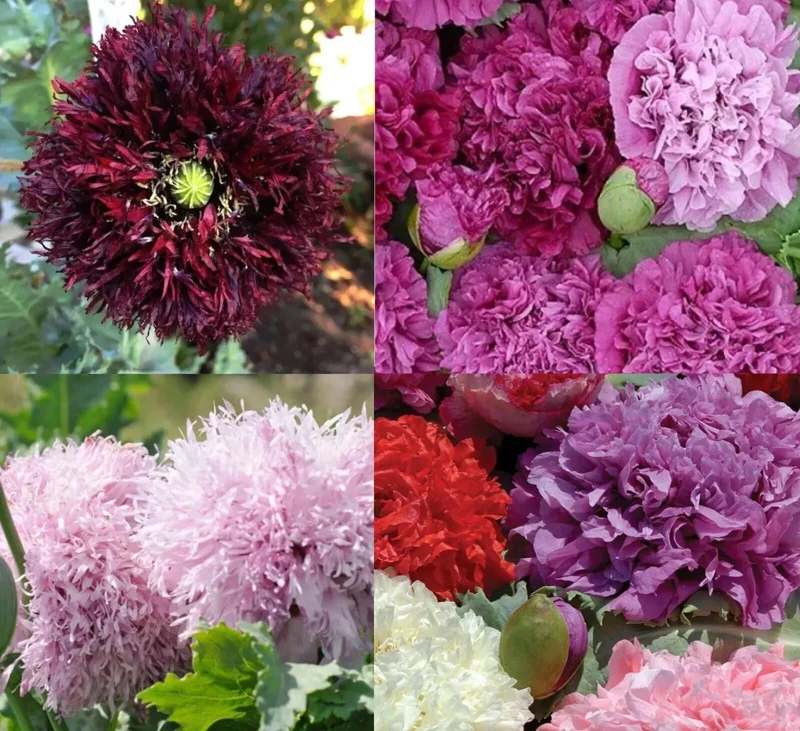 Purple Passion Poppy Seeds - Double Bloom Tall Poppies, Non-GMO, 500 Seeds for Outdoor Gardens - Image 1