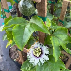 Purple Passionfruit Live Plant - 4-6