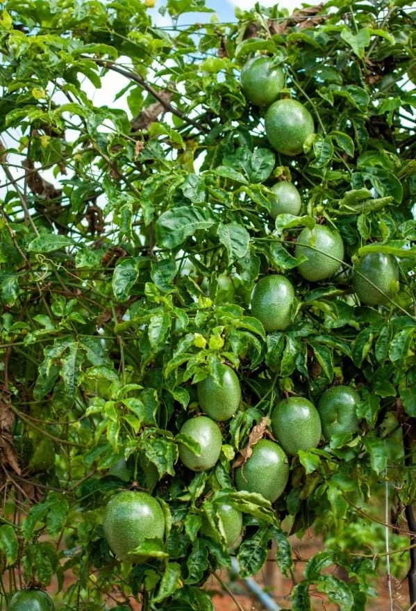 Purple Passionfruit Live Plant - 4-6" Tall - Passiflora edulis Vine - Image 5