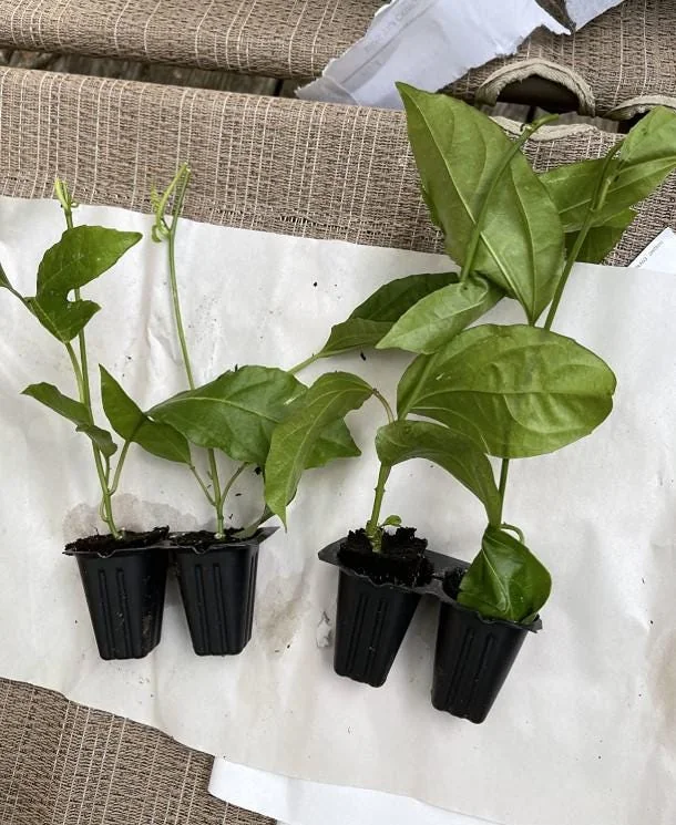 Purple Passionfruit Live Plant - 4-6" Tall - Passiflora edulis Vine - Image 7