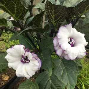 Purple People Eater Angel Trumpet Seeds - 5 Pack - Fragrant Double Blooms, Zones 9-10 - Image 3