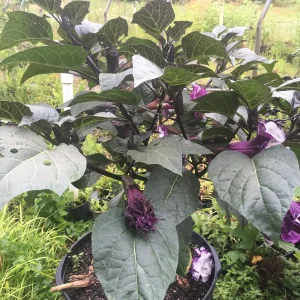 Purple People Eater Angel Trumpet Seeds - 5 Pack - Fragrant Double Blooms, Zones 9-10 - Image 6