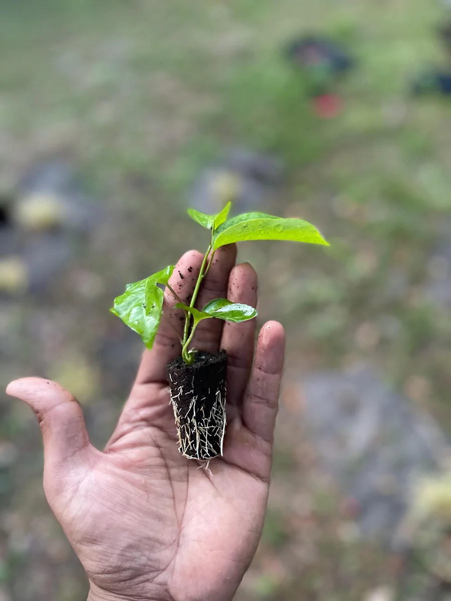 Purple Possum Passionfruit Live Plant – Exotic Edible Fruit Vine 3-7 inches - Image 10