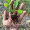 Purple Possum Passionfruit Live Plant – Exotic Edible Fruit Vine 3-7 inches - Image 1