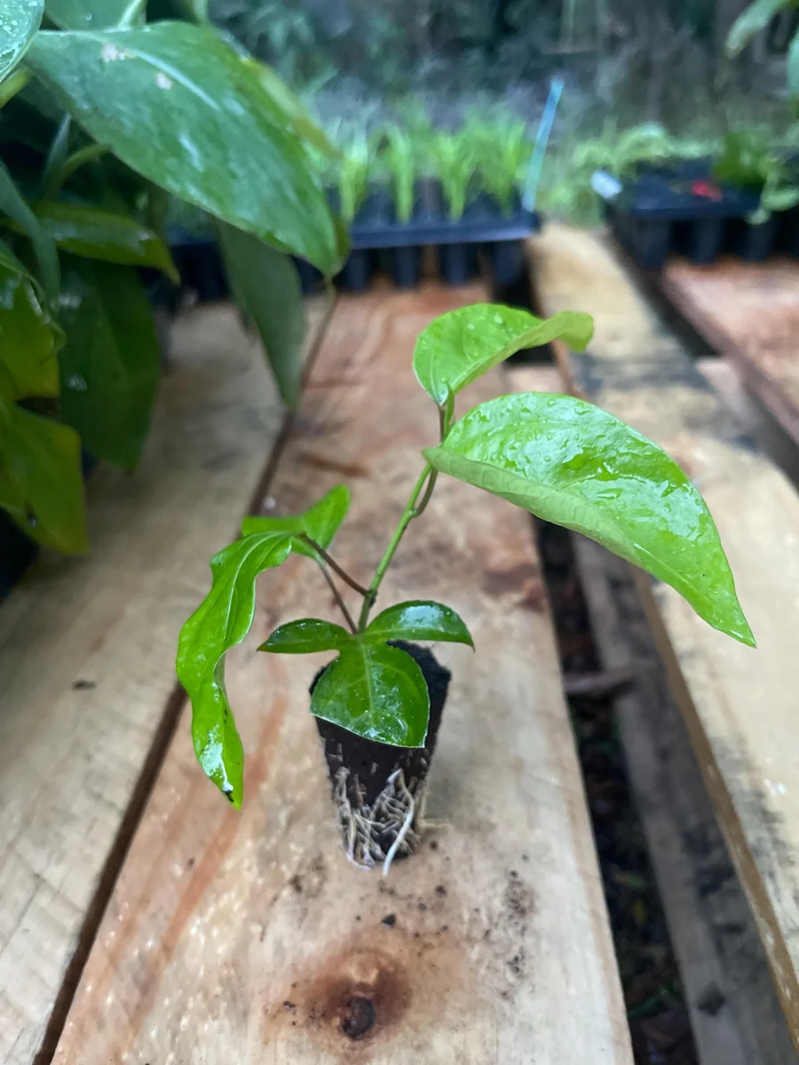 Purple Possum Passionfruit Live Plant – Exotic Edible Fruit Vine 3-7 inches - Image 2