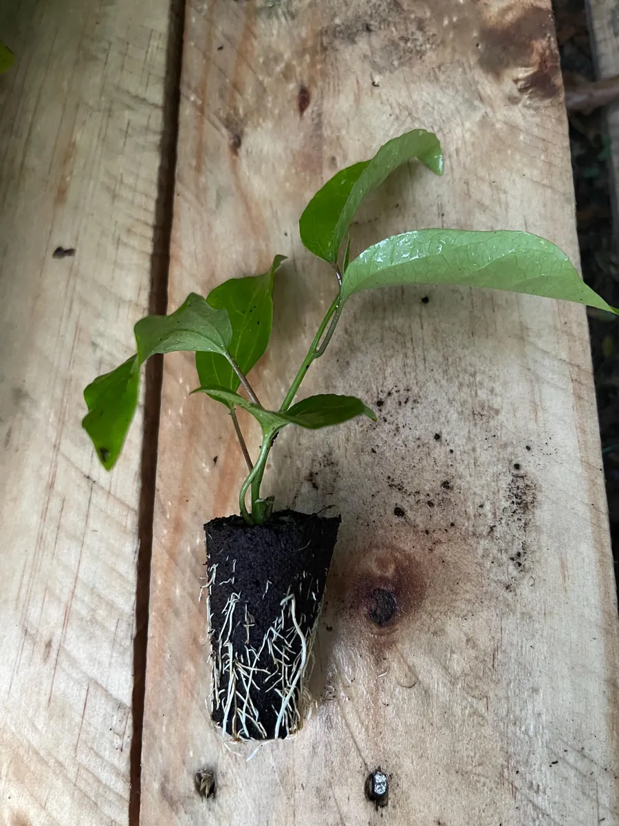 Purple Possum Passionfruit Live Plant – Exotic Edible Fruit Vine 3-7 inches - Image 3