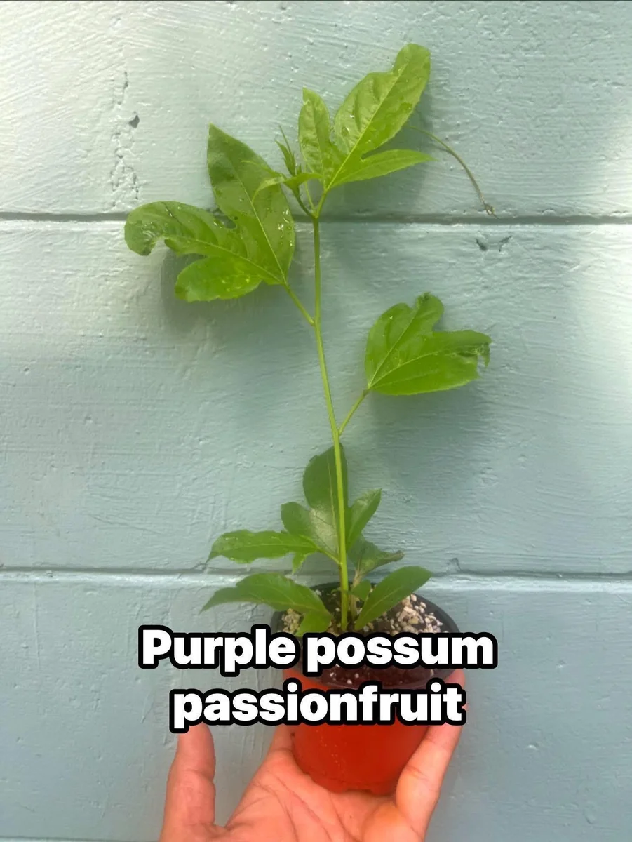 Purple Possum Passionfruit Live Plant – Exotic Edible Fruit Vine 3-7 inches - Image 4
