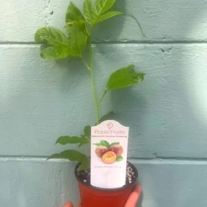 Purple Possum Passionfruit Live Plant – Exotic Edible Fruit Vine 3-7 inches - Image 5