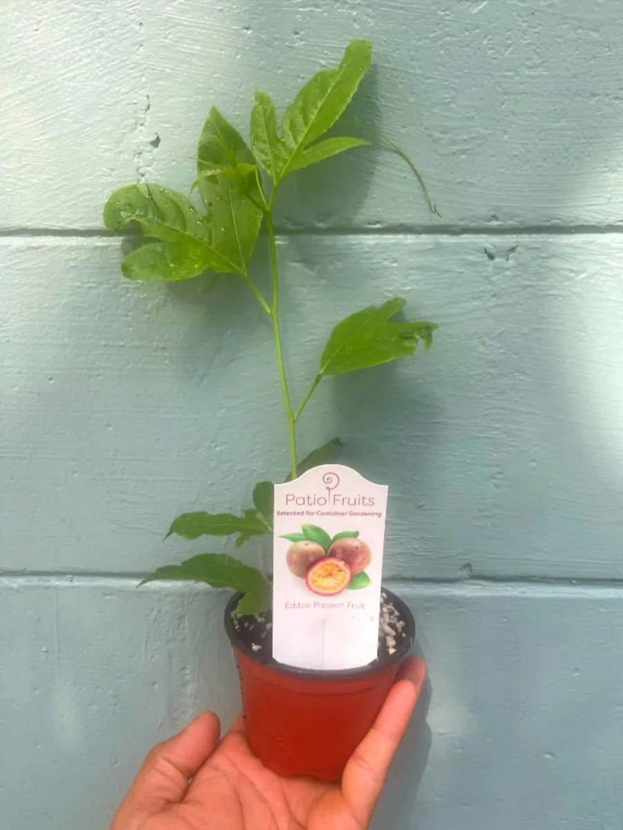 Purple Possum Passionfruit Live Plant – Exotic Edible Fruit Vine 3-7 inches - Image 5