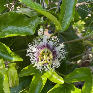 Purple Possum Passionfruit Live Plant – Exotic Edible Fruit Vine 3-7 inches - Image 6